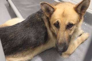 STEFFAN, a German Shepherd