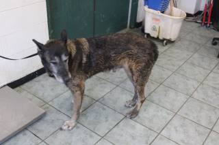 BONO, a German Shepherd