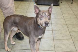 WANDA, a Pit Bull