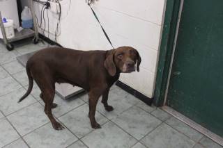 LINDY, a Labrador Retriever
