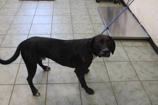 CEDRIC, a Pit Bull