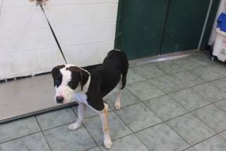 CLIFF, a Pit Bull