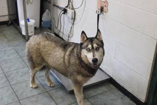 BELLA, a Husky