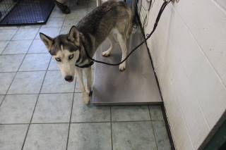LUNA, a Husky