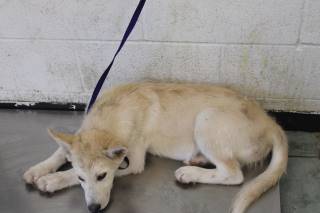 BOGEY, a Husky