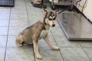 REAU, a Husky