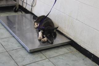 SPROUT, a Husky