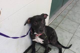 PATE, a Pit Bull