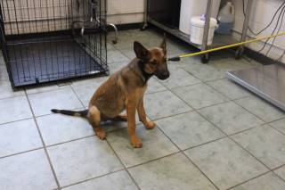 DARNEL, a German Shepherd