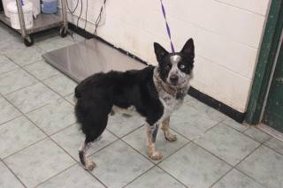 WILFRED, a Australian Cattle Dog