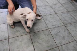 DOTTI, a Shepherd
