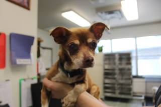 MARCY, a Chihuahua