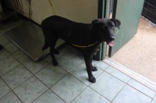 SAUL, a Labrador Retriever
