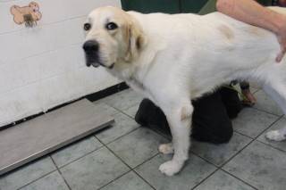 ALBERT, a Anatolian Shepherd