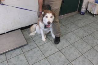 POPPY, a Husky