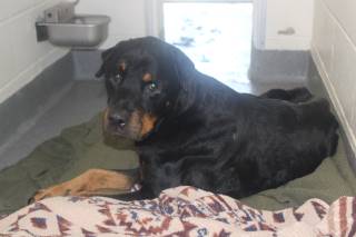 BRONC, a Rottweiler