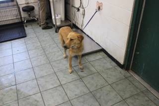 DOLLY, a Labrador Retriever