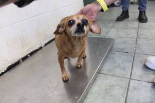 JAXON, a Chihuahua