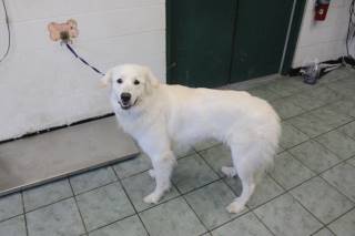 MAIZEY, a Great Pyrenees