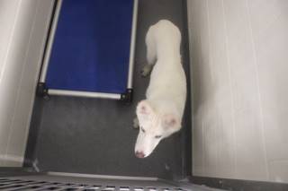 STELLA, a Husky