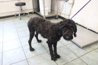 INKY, a Poodle