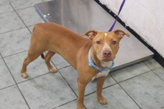 BUTTONS, a Pit Bull