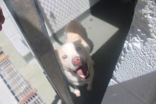 ACE, a Husky
