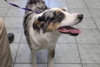 SALLY, a Australian Shepherd