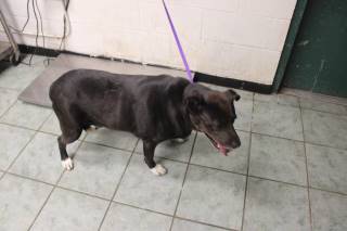 SHADOW, a Pit Bull
