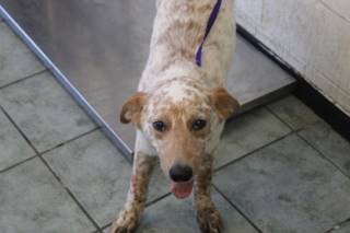 ODY, a Australian Cattle Dog