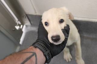 SNOOPS, a Shepherd