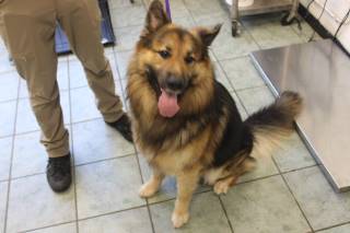REUBEN, a German Shepherd