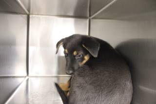 DUCHESS, a Shepherd