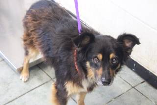 LARA, a Australian Shepherd