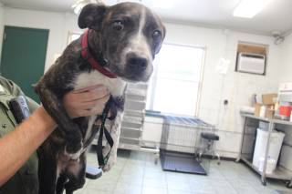 JAMES BOND, a Pit Bull