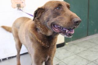 WAYNE, a Labrador Retriever