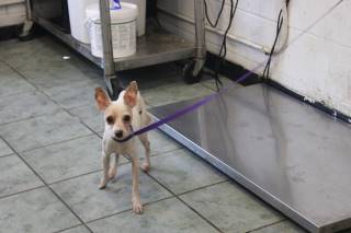KARISSA, a Chihuahua