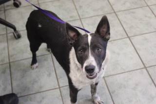 RODEO, a Australian Cattle Dog