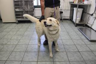COOPER, a Labrador Retriever