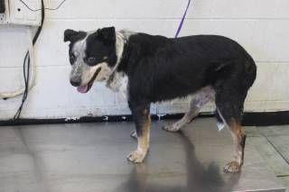 KING FRANK, a Australian Cattle Dog