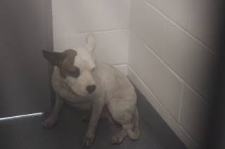 SUNNY, a Pit Bull