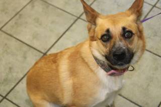 BONNIE, a Shepherd