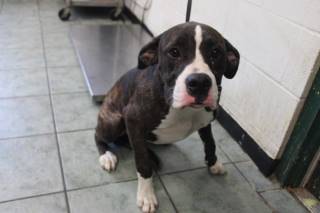 SHEAMUS, a Pit Bull