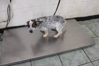 JEMMA, a Australian Cattle Dog