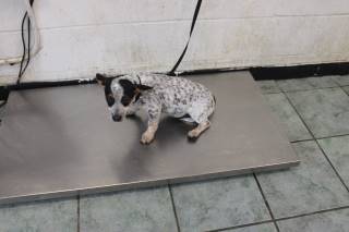 ALYSSA, a Australian Cattle Dog