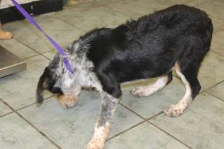 BINGO, a Australian Cattle Dog