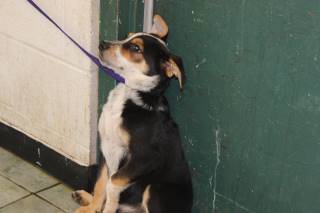 GUS, a Australian Cattle Dog