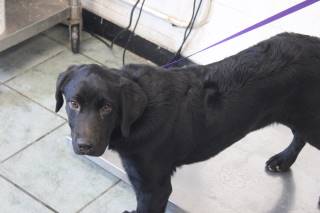 PANCAKE, a Labrador Retriever