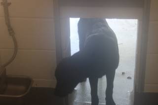CREPE, a Labrador Retriever