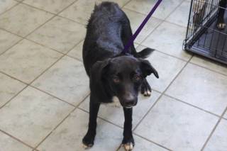 BISCUIT, a Labrador Retriever
